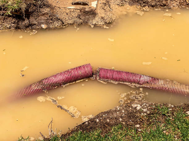Best Flood damage cleanup  in Whippany, NJ